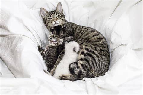 What to Do If a Mother Cat Can't Nurse Her Kittens