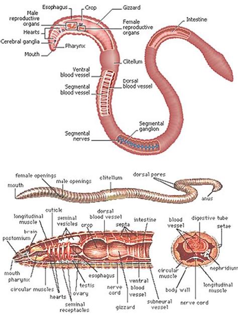 Segmented Worm Diagram