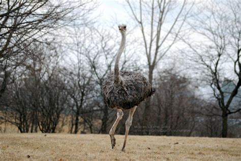 Running Ostrich by 8TwilightAngel8 on DeviantArt