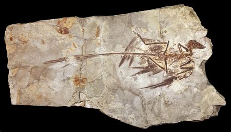 Iridescent, Feathered Dinosaur Offers Fresh Evidence That Feathers ...