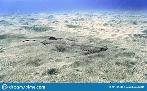 Angel Shark in Camouflage at the Bottom of the Sea Stock Image - Image ...