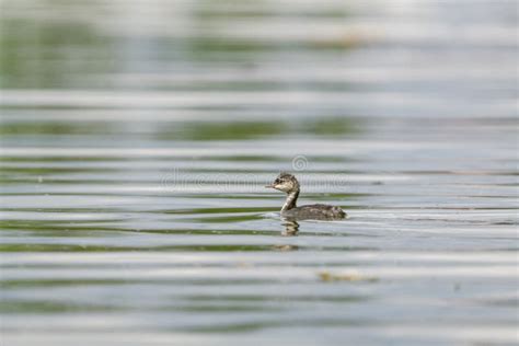 Little Grebe (Tachybaptus Ruficollis), in Juvenile Winter Plumage ...