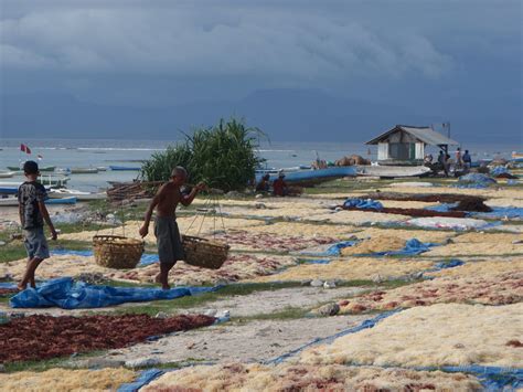 Confessions of an ELF in Indonesia: Seaweed Farming