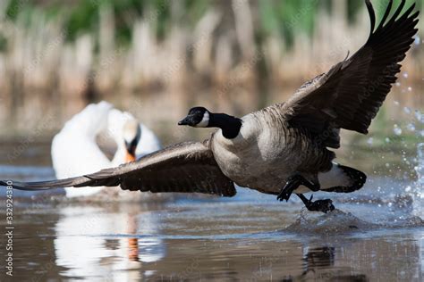 Canada Goose in habitat. His Latin name is Branta Canadensis. Stock ...