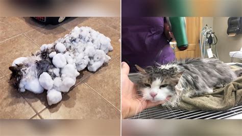 Frozen feline thawed out after being found in a snowbank - CNN