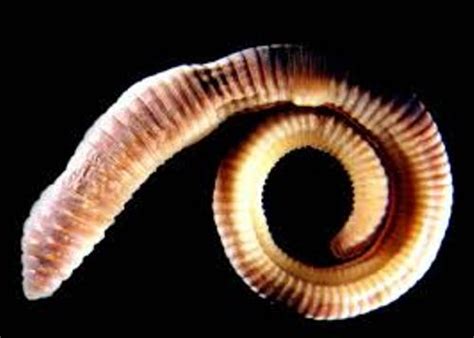 10 Interesting Segmented Worm Facts | My Interesting Facts