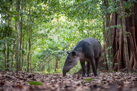 Baird’s Tapir