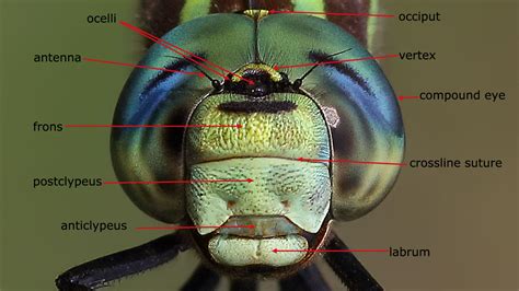 Dragonfly Anatomy