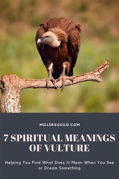 7 Spiritual Meanings of Vulture