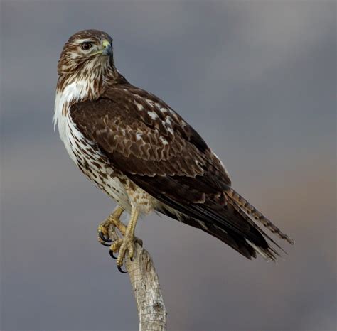 Red-tailed Hawk | San Diego Bird Spot