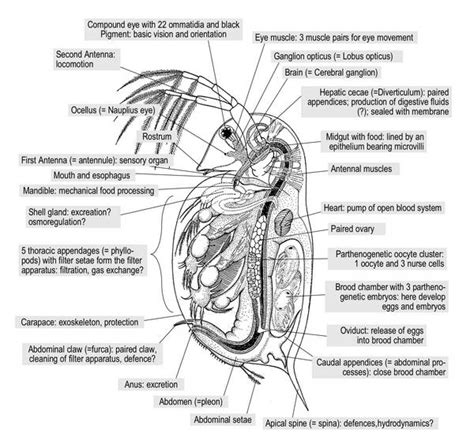 Daphnia Anatomy - A STUDY OF THE HEART