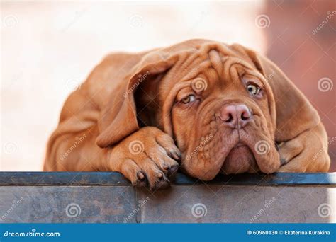 Very Funny Puppy Bordeaux Mastiff Stock Photo - Image of mastiff, calm ...