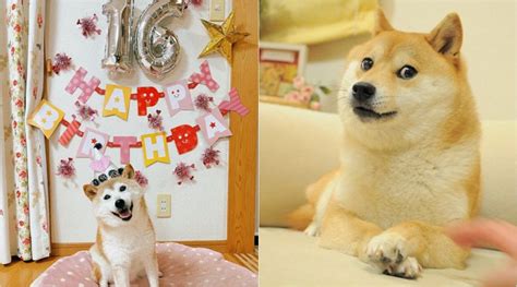 Kabosu, the dog behind famous Shiba Inu ‘Doge’ meme, celebrates 16th ...