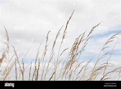 Wild tall grass in field hi-res stock photography and images - Alamy