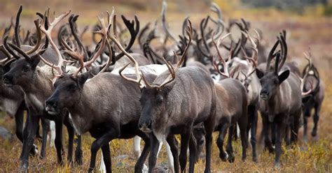 Caribou Migration (everything to know about this incredible journey)