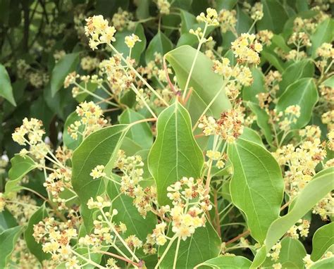 Camphor Tree – Santa Barbara Beautiful