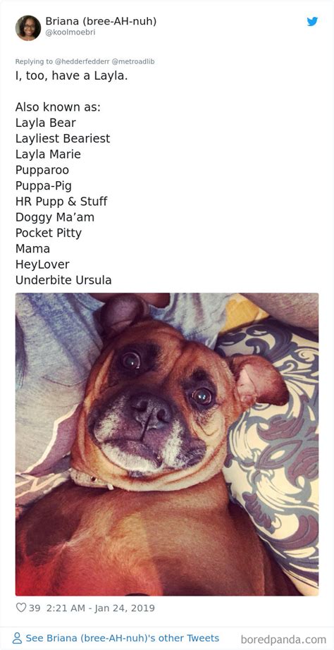 People Are Sharing The Hilarious Names They Now Call Their Pets Instead ...