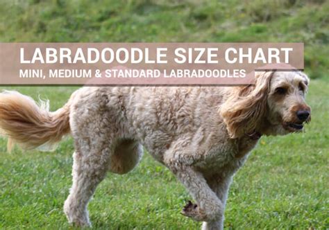 Labradoodle Size Chart For Mini, Medium, and Standard Labradoodles ...