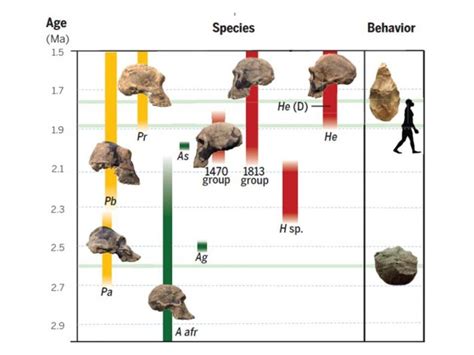 Smithsonian Insider – Human Evolution Rewritten: We owe our existence ...