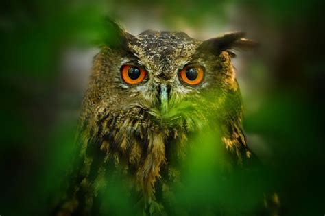 Owl eyes wallpaper | animals | Wallpaper Better