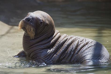 Adorable baby walrus born at SeaWorld Orlando