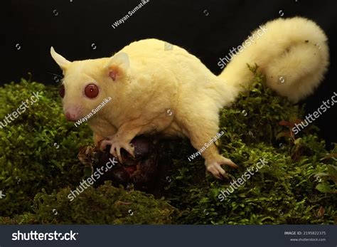 Young Albino Sugar Glider Preying On Stock Photo 2195822375 | Shutterstock