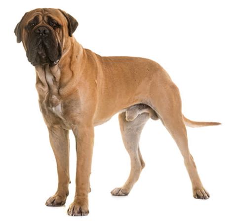 Does Bullmastiff Look Like