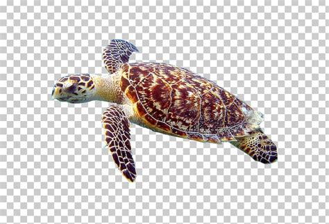 Loggerhead Sea Turtle Cheloniidae Hawksbill Sea Turtle Box Turtles PNG ...