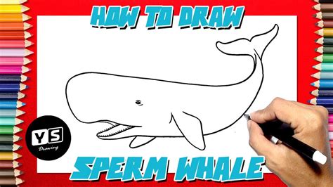 How To Draw Sperm Whale - Postregister25