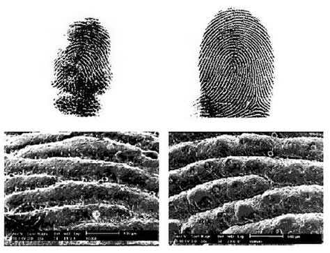 TYWKIWDBI ("Tai-Wiki-Widbee"): Koala fingerprints resemble human ...