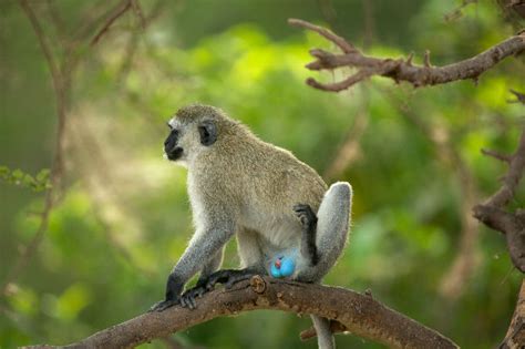 Monkey, Vervet - Fascinating Africa