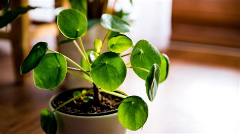 Chinese money plant care and growing guide | Gardeningetc