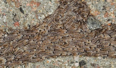 Dark-winged fungus gnats - South Carolina Pest Control Association