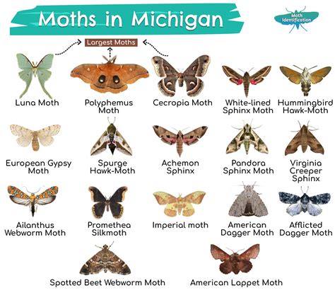 Types of Moths in Michigan