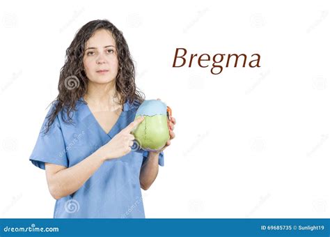 Name Bregma Stock Photos - Free & Royalty-Free Stock Photos from Dreamstime