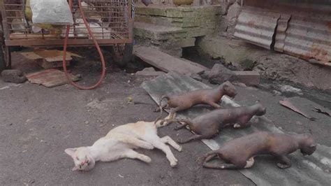 End The Dog Meat Trade-GRAPHIC | alternaRAW