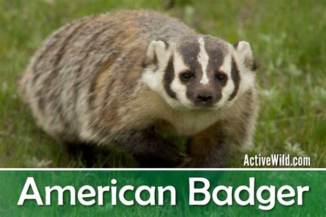 American Badger Facts, Pictures & In-Depth Information