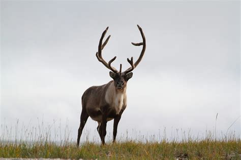 Reindeer and caribou - WWF Arctic