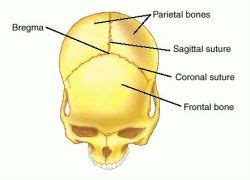 Bregma | definition of bregma by Medical dictionary