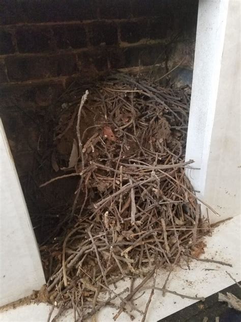 Bird Nest Removal - Home Sweep Home