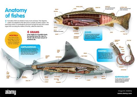 Infographic that presents the anatomy of bony fish, cartilaginous fish ...