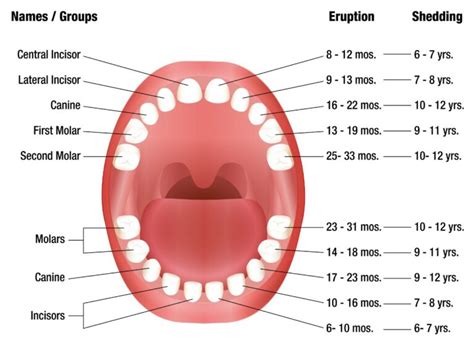 What to Know About Baby Teeth: A Guide for Families