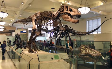 American Museum of Natural History - The Best "Home" for Dinosaur Halls ...