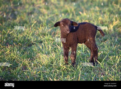 Schaf / Sheep / Ovis Stock Photo - Alamy