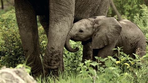 Baby Elephant Explores His World | Nature