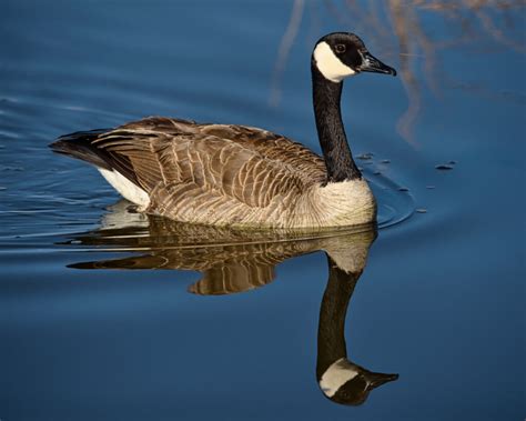 Animal Facts: Canada goose | Canadian Geographic