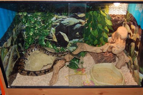 Ball python habitat | Ball python, Ball python pet, Snake cages