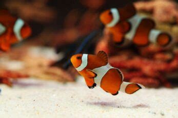 Clownfish Adaptations: How Clownfish Adapt to Their Environment - Avid ...