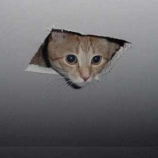 Ceiling Cat Blank Meme Template - Imgflip