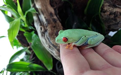 Red Eyed Tree Frog Habitat